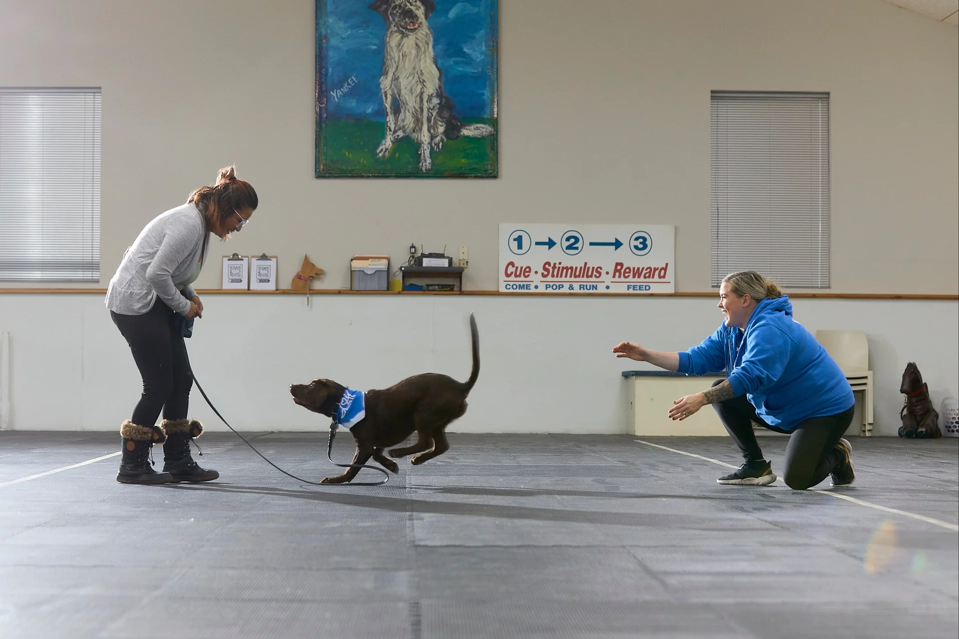Master Your Dog's Manners Fast
